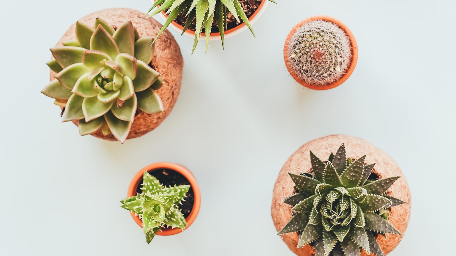 A bright windowsill lined with small potted green houseplants in terracotta pots