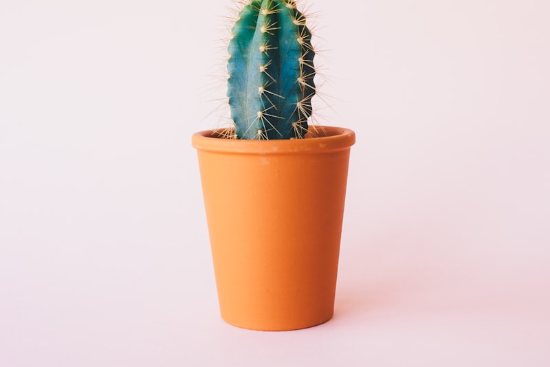 Small flies hovering near the damp soil surface of a potted houseplant