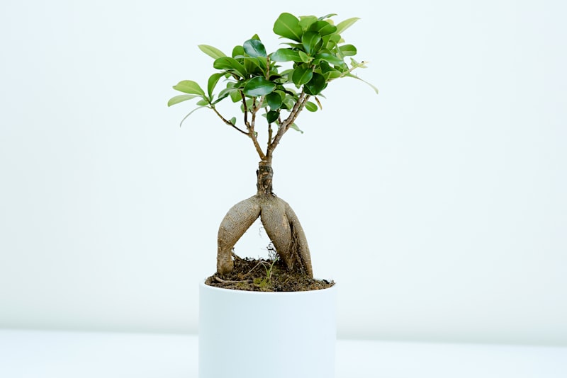 A glass jar on a windowsill holding a leafy stem cutting rooting in water