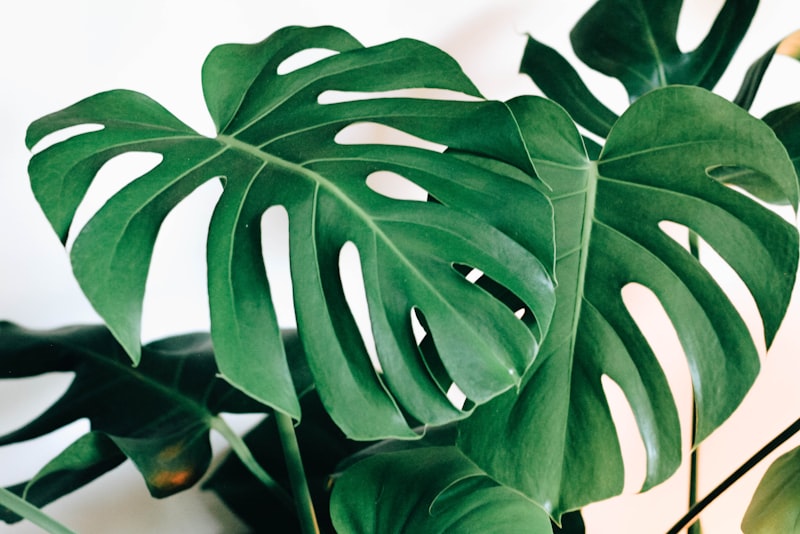 Close-up of a houseplant leaf with a dry, browning tip against soft natural light