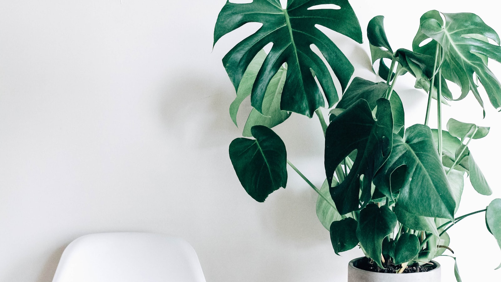 A curious cat sitting beside a leafy green houseplant on a wooden floor