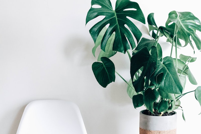 A curious cat sitting beside a leafy green houseplant on a wooden floor